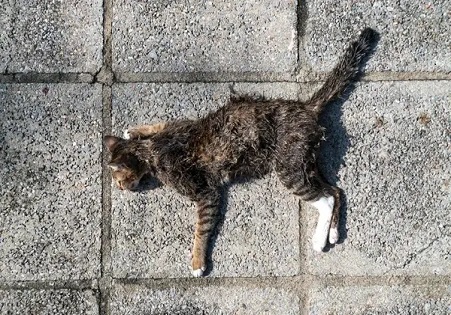  gato morto