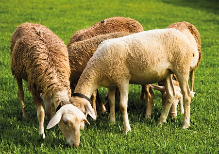 O significado de sonhar com ovelhas