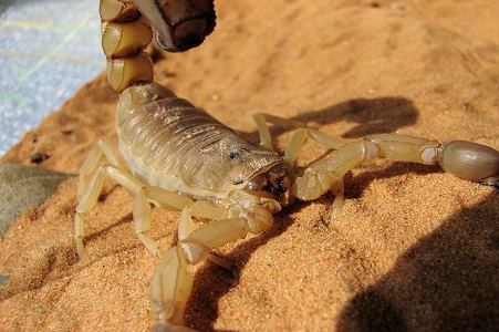 Então, o que significa sonhar com escorpião?