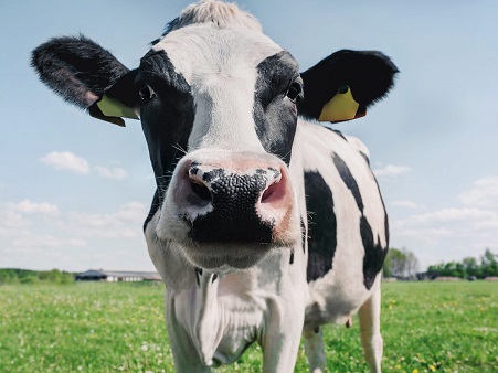 O que significa sonhar com vaca?