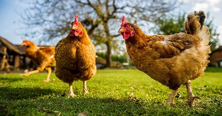 Significados negativos de sonhar com galinha