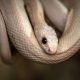 Sonhar com Cobra Branca: O verdadeiro significado