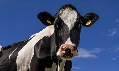 Sonhar com Vaca: O Verdadeiro Significado