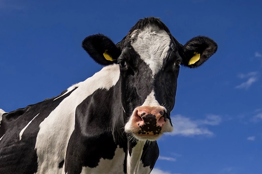 Sonhar com Vaca: O Verdadeiro Significado