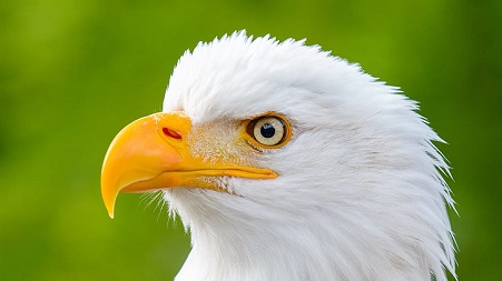 Sonhar com águia branca: o que significa?