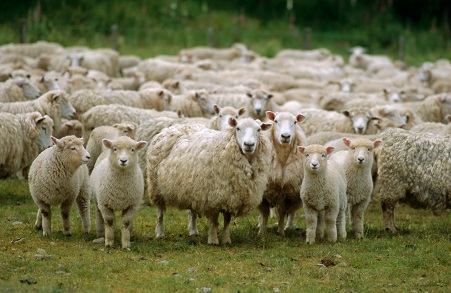 Sonhar com ovelha: O que significa?