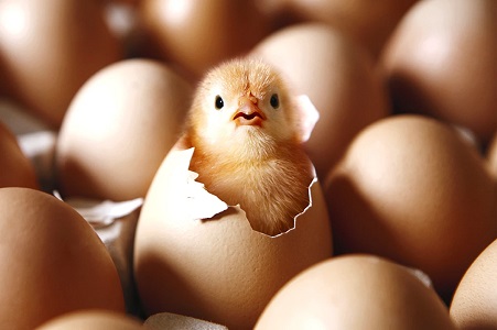 Sonhar com ovo de galinha