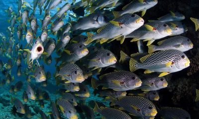 Sonhar com peixe: Qual o verdadeiro Significado?