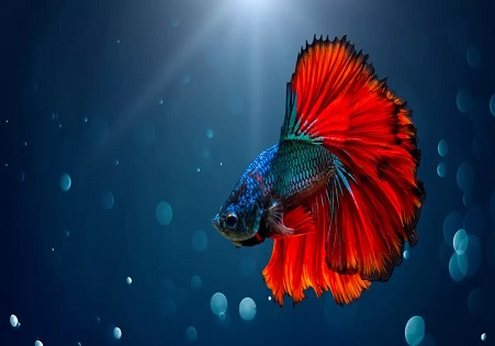 Sonhar com peixes coloridos