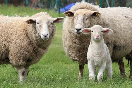 Sonhar com um rebanho de ovelhas