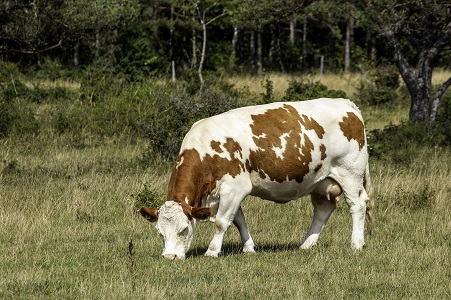 Sonhar com uma vaca pastando