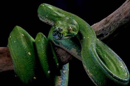 Sonhar com várias cobras verdes